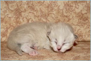 Male Siberian Kitten from Deedlebug Siberians